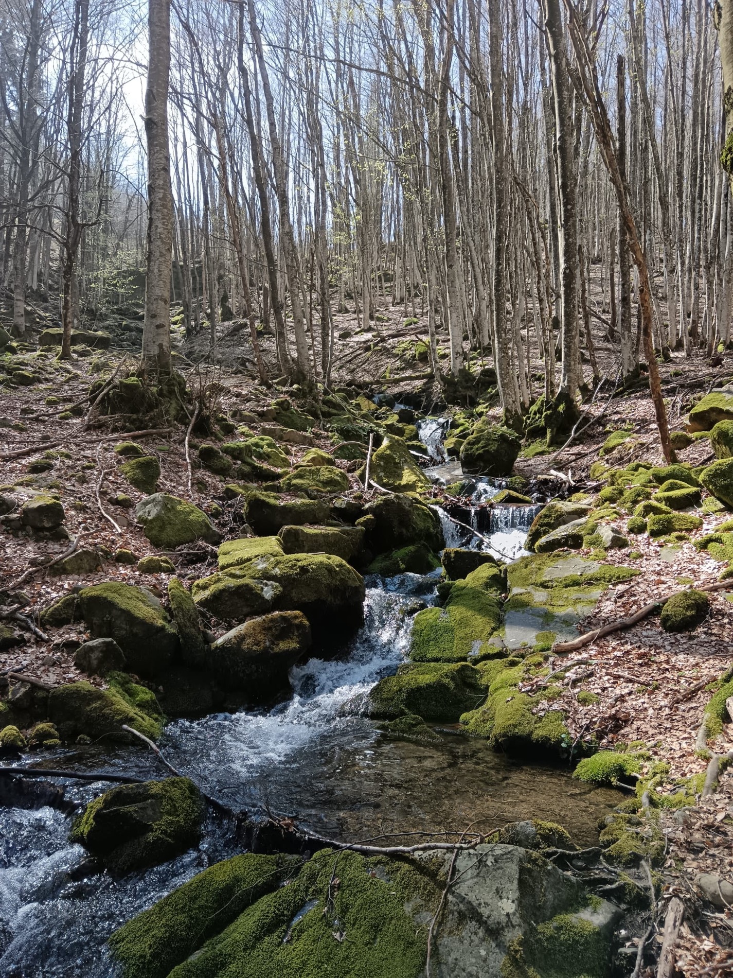 Ruscello in un bosco di montagna